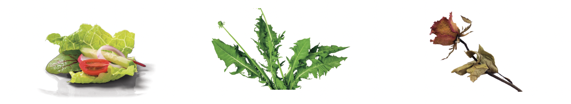 Composteur : Déchets du jardin