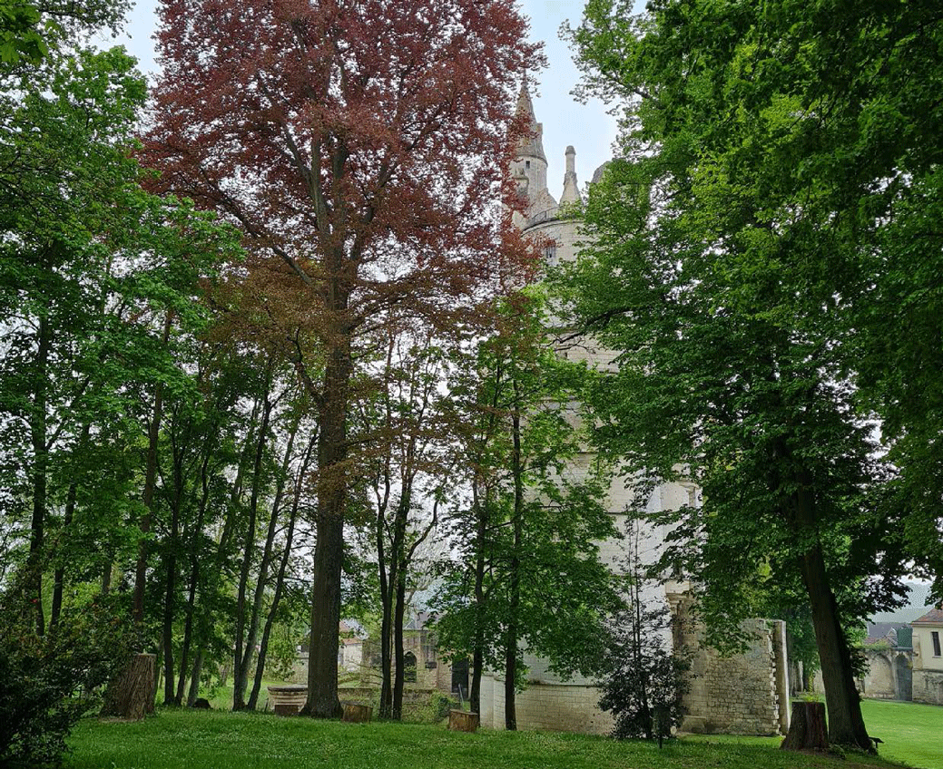 Les arbres de Billy