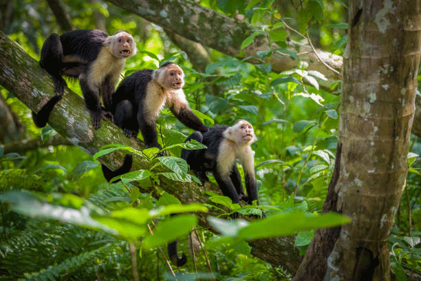Sortie TERRE DES SINGES (Zoo)