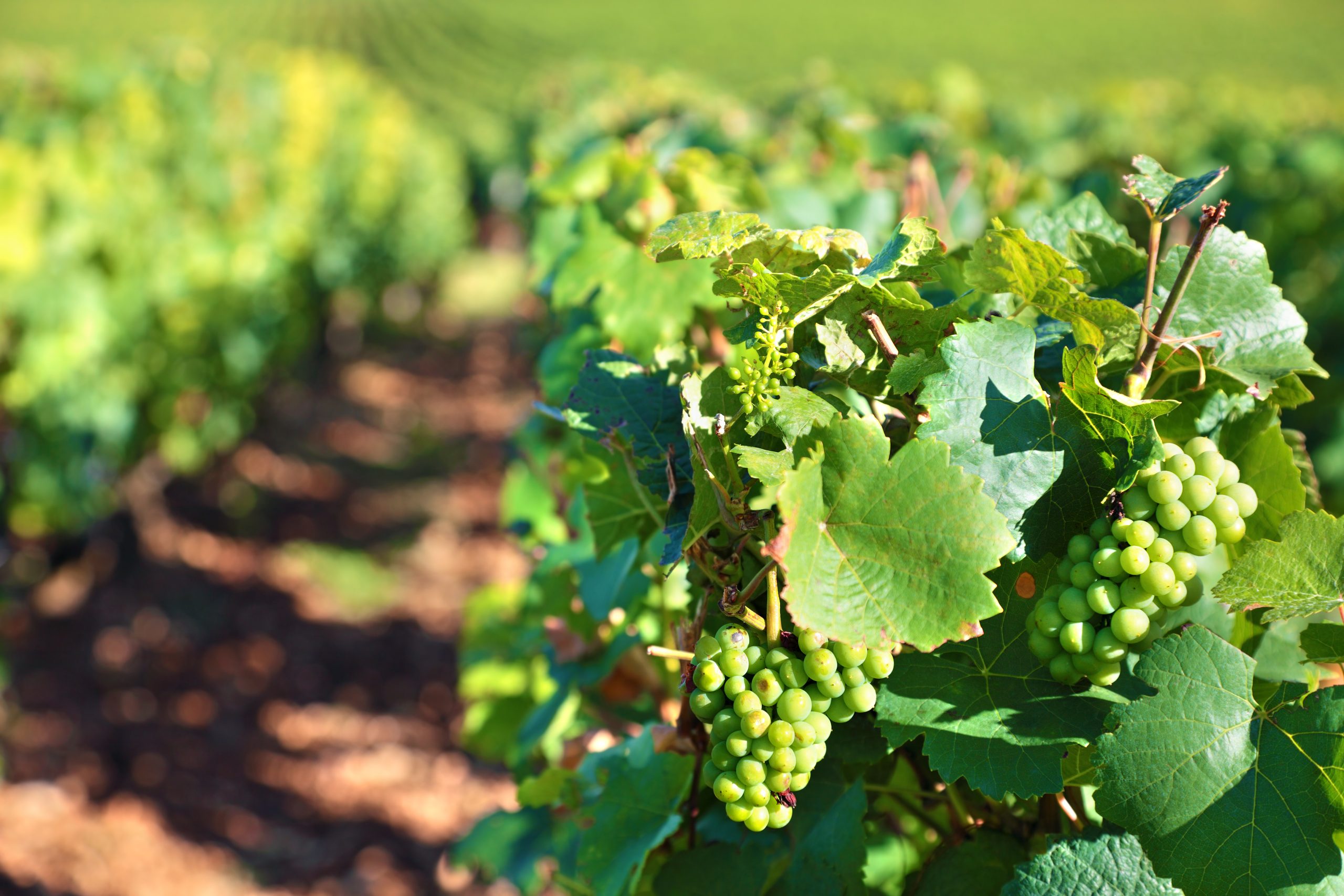 Balade au cœur des vignes