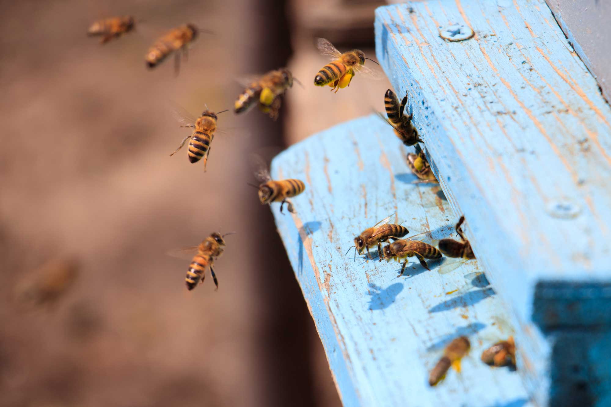 Les abeilles au cœur des transitions